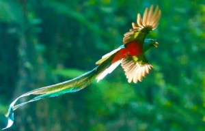 El-Quetzal-foto-por-Thorn-Janson-via-TACA-Regional