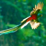 El-Quetzal-foto-por-Thorn-Janson-via-TACA-Regional
